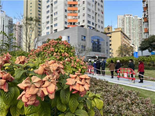 罗湖战“疫”丨雨过天晴总有时 花开疫散终有日