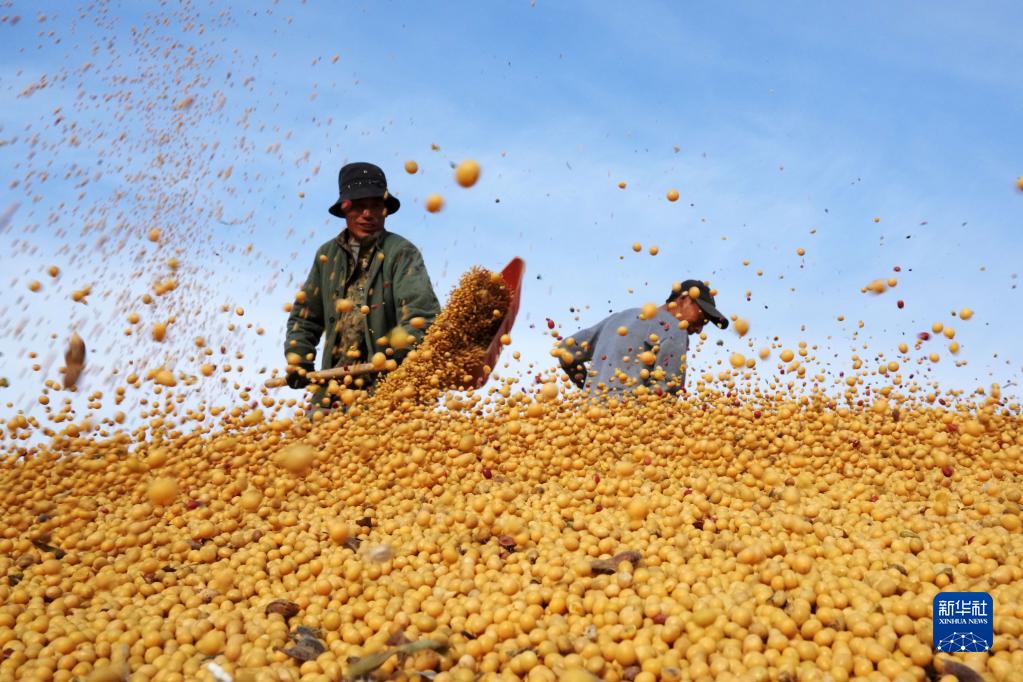  在北大荒农垦集团有限公司北安分公司赵光农场有限公司，工作人员在一处晒场的大豆堆上忙碌（2022年10月20日摄）。新华社记者 王建威 摄