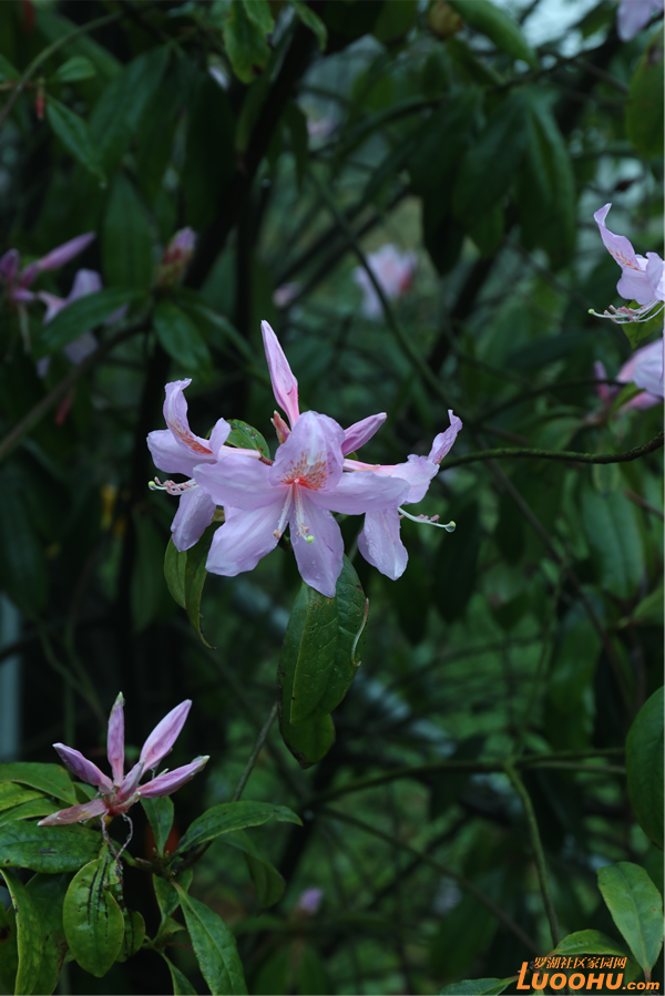 毛棉杜鹃展新颜 梧桐烟云窥全貌